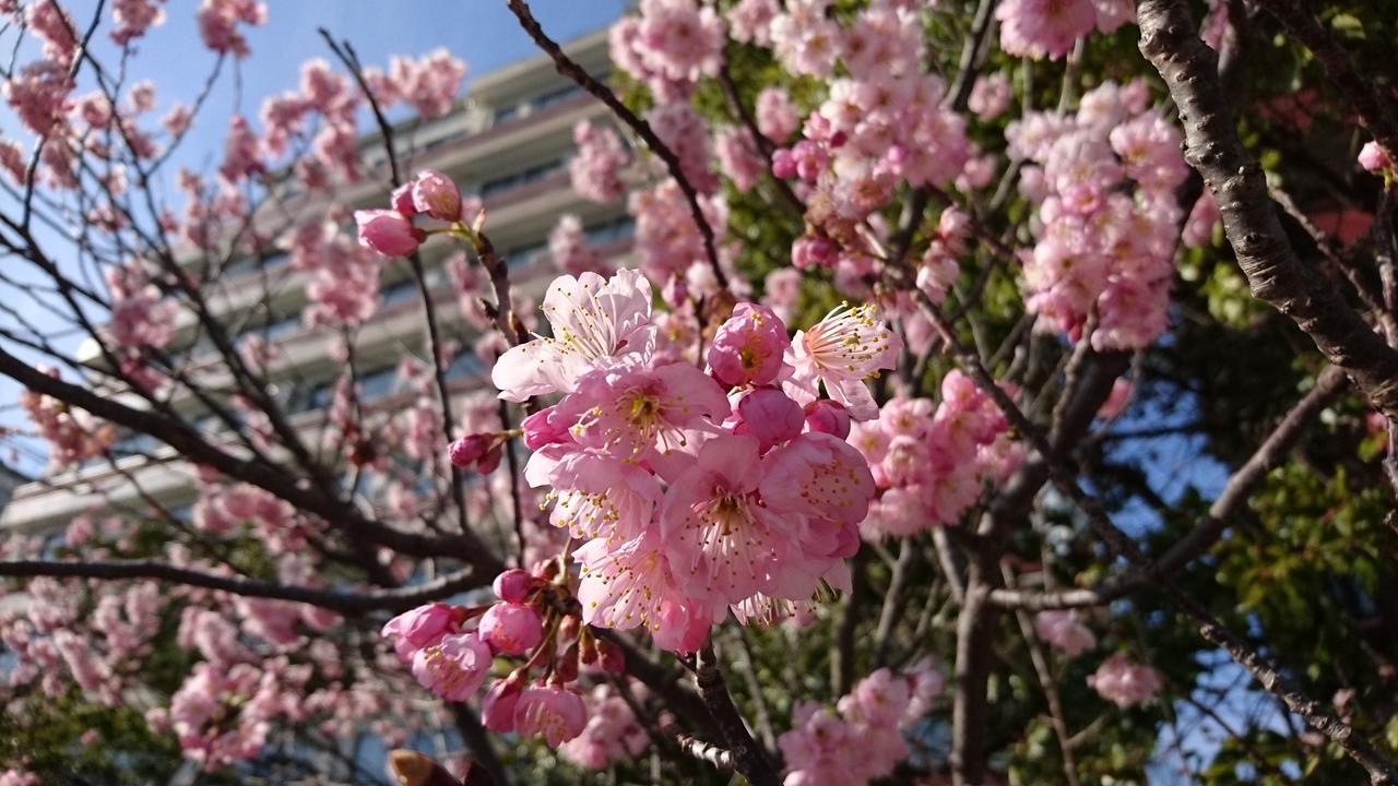 Shoei Daini Bekkan Коті Екстер'єр фото